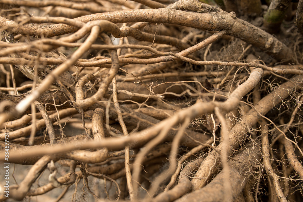 Powerful, fibrous root system of the plant Powerful, fibrous root system of the plant