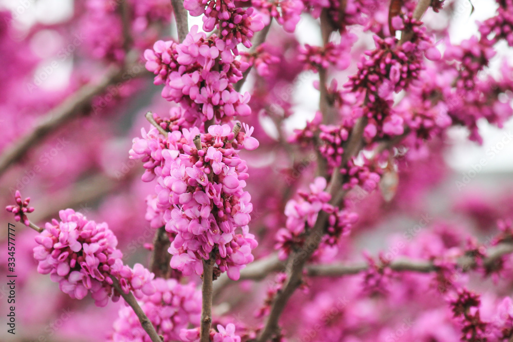 Beautiful lilac pink flowers blossomed on the plant Lingonaria Judas tree Cercis in spring in the park Beautiful lilac pink flowers blossomed on the plant Lingonaria Judas tree Cercis in spring in the park