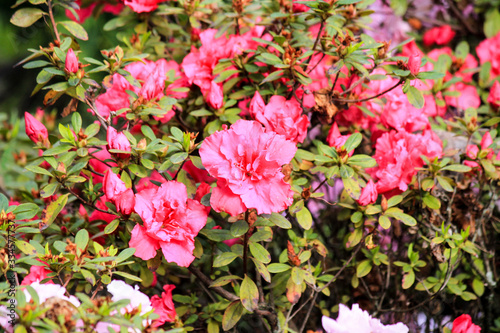  pink and white flowers blossomed in on a green bush in a park under the bright sun