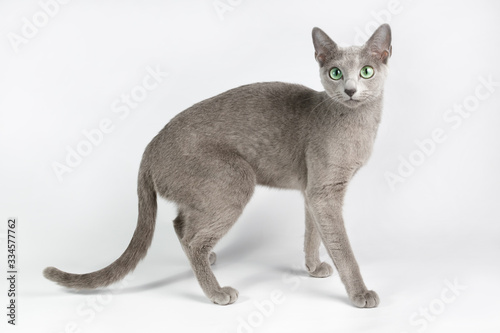Bilde på lerret Russian blue cat on colored backgrounds