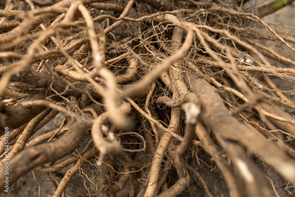 Roots are a symbol of Sona life on earth. Hibiscus root system closeup. Stock Photo Adobe Stock