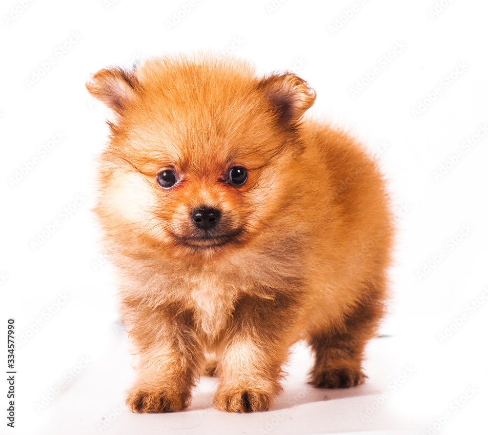 Obraz premium pomeranian dog isolated on white background