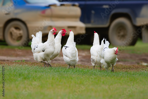 A flock of white hens foraging in a farm yard