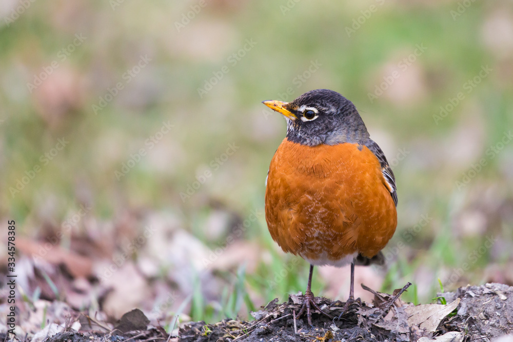 American robin curiously looking at right American robin curiously looking at right