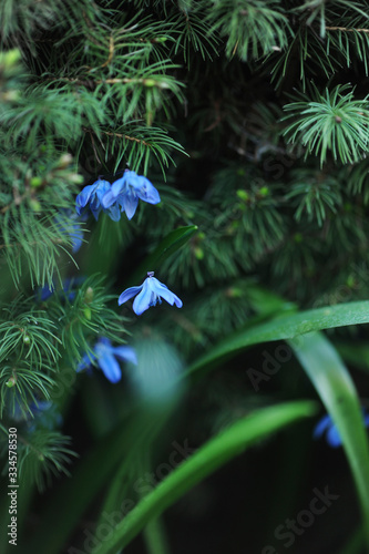 lily of the valley