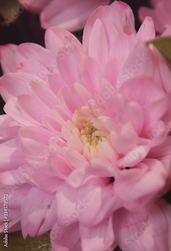 A close up photo of a pink chrysanthemum flowers. Chrysanthemum pattern in flowers park. chrysanthemum flowers.