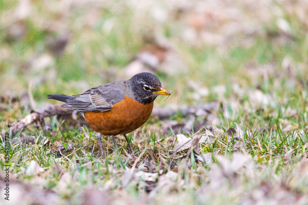 Close-up of American Robin searching for food Close-up of American Robin searching for food