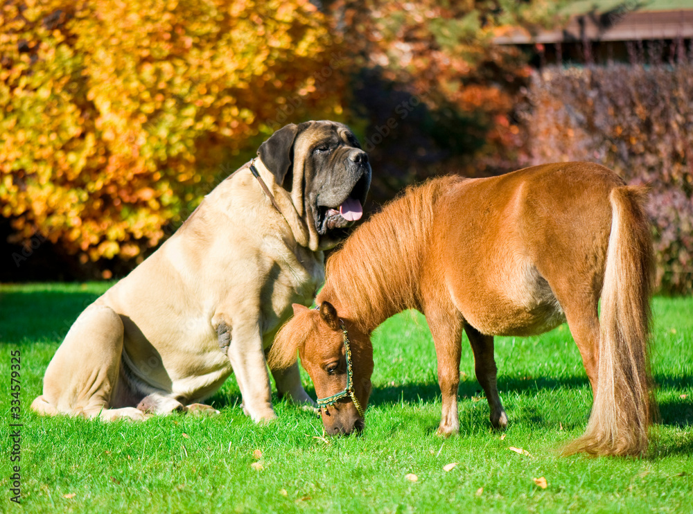 Big dog and small horse