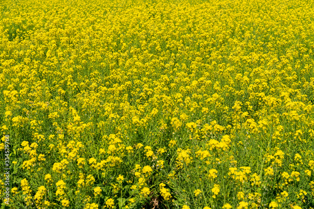 [福岡県]原鶴の菜の花畑