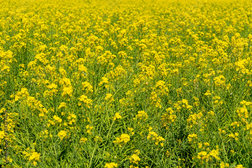 [福岡県]原鶴の菜の花畑 © 宏樹 林