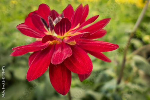 floral background of red dahlia flower close up