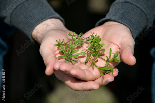 Men's hands hold a green plant. friendly green living. Environment Earth Day