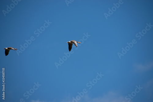 geese in flight