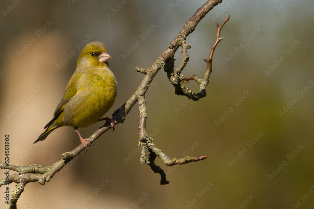 Grünfink (Carduelis chloris)