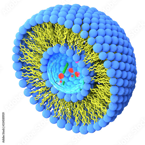 Structure of liposome