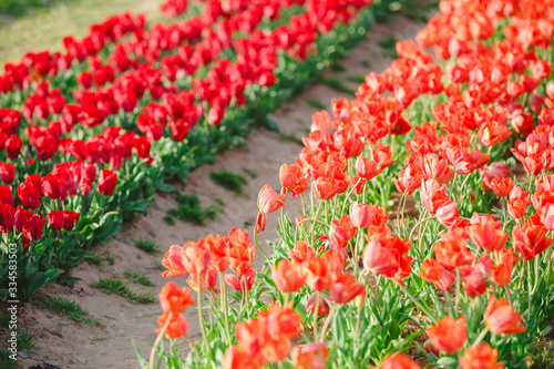 Rows of Tulips