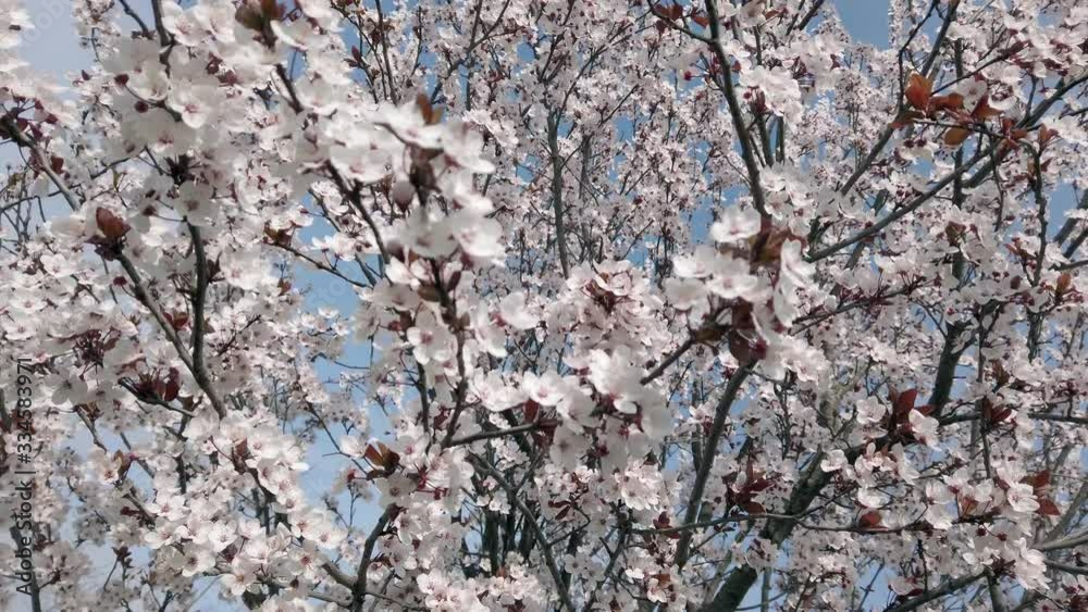 Bright beautiful pale pink spring flowers. branch of blossoming apple tree or cherry with white and light flowers against blue sky. Summer natural backdrop. Botanical bloom concept. Bright beautiful pale pink spring flowers. branch of blossoming apple tree or cherry with white and light flowers against blue sky. Summer natural backdrop. Botanical bloom concept.