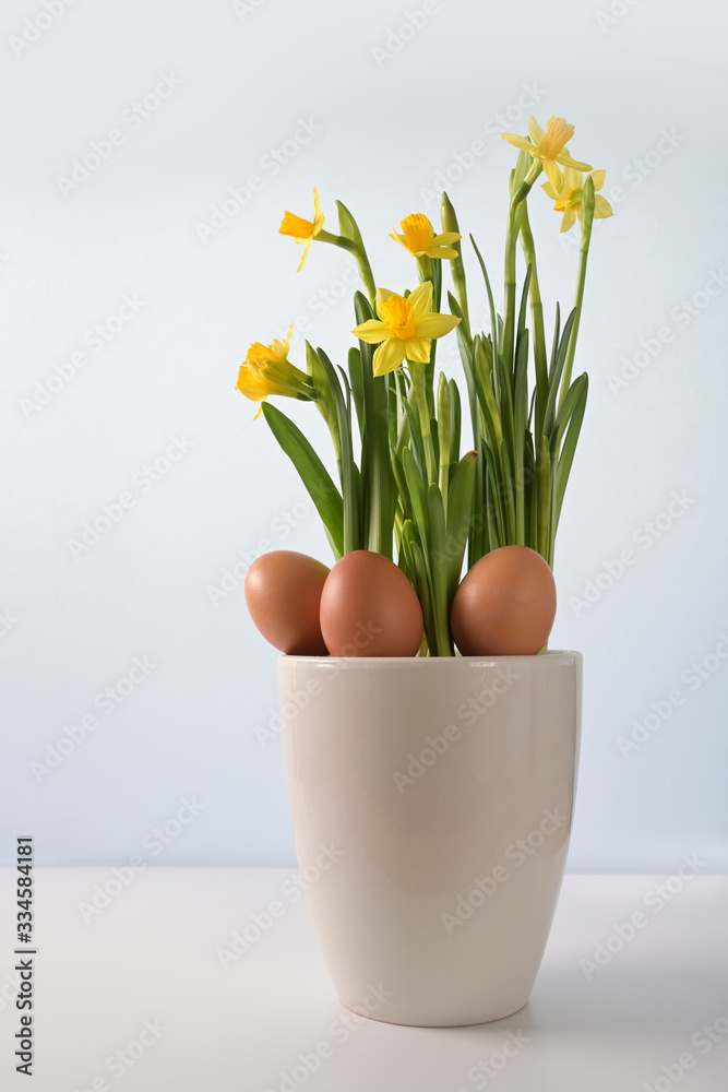 Three natural Easter eggs in a flower pot with yellow blooming daffodils (Narcissus) against a blue bright background with copy space,