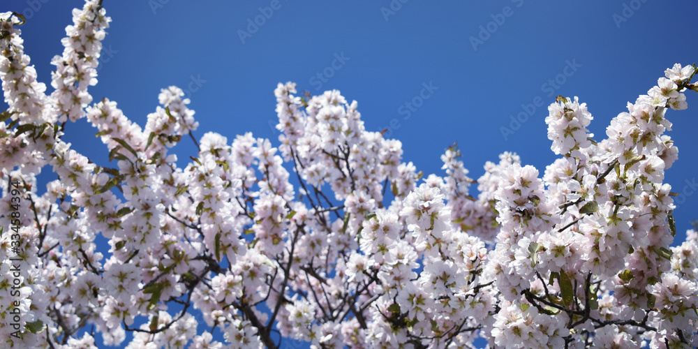Almond blossom. Spring background. Spain. Altea Almond blossom. Spring background. Spain. Altea