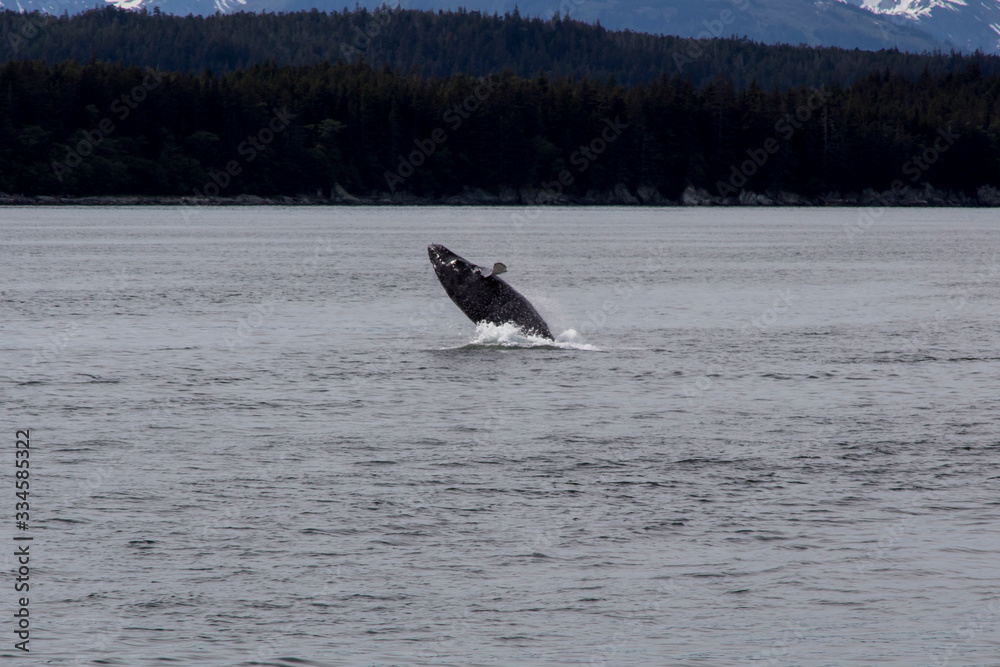 Fototapeta premium Whale in Juneau, Alaska