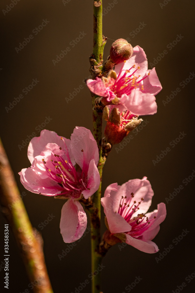 Obraz premium Fodo de papel