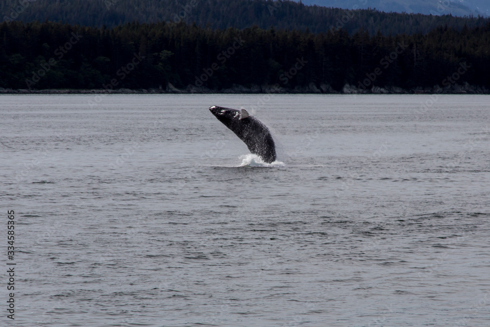 Fototapeta premium Whale in Juneau, Alaska