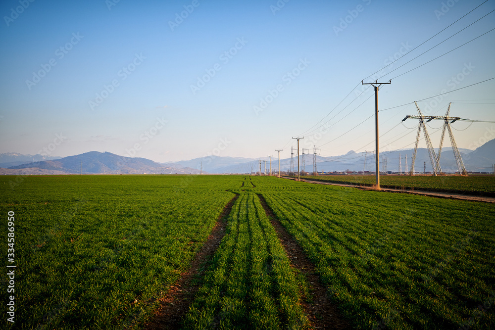 Green field with tractor trace