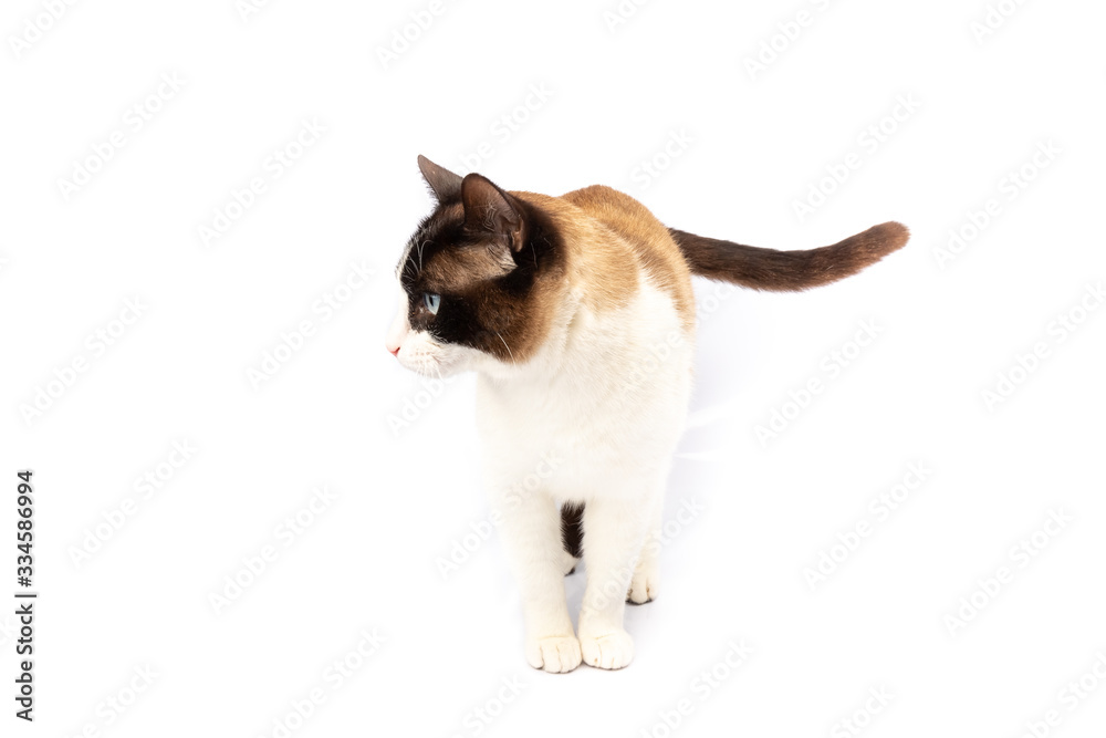 Siamese and ragdoll cross cat walking on white background