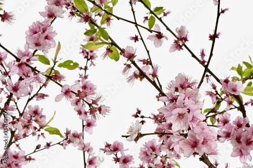 pink sakura flowers on a branch close-up