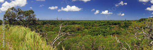 Tropischer Regenwald in Neukaledonien (Île des Pins) - Tropical rain forest in New Caledonia (Île des Pins) photo