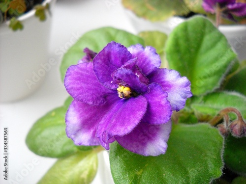 Saintpaulia or uzambara violet of violet color with fluffy green leaves around. Beautiful purple terry flower. Numerous thin villi. A delicate plant native to East Africa. Close-up. Home Floriculture photo