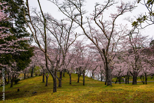 萩尾公園の桜