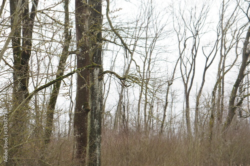 Leafless trees, branches of trees after winter