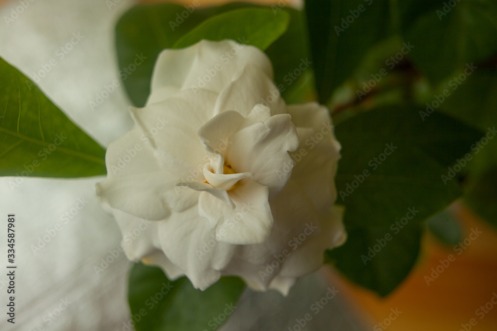 beautiful white flower gardenia on green background beautiful white flower gardenia on green background