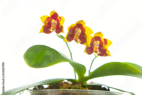 Beautiful rare orchid in pot on White background photo