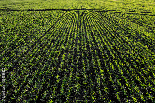 rows and lines of winter wheat sprouts, site cap