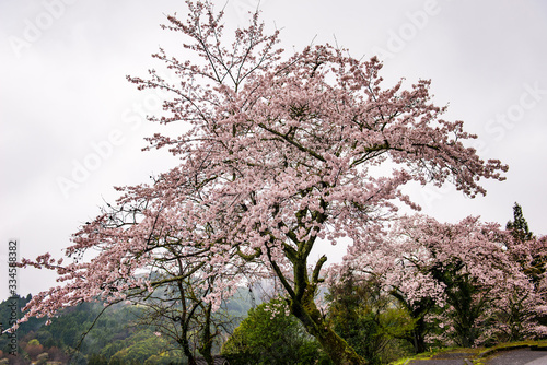 院内の桜