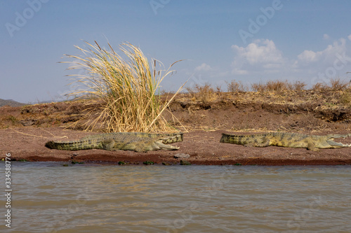 crocodiles on the river bank