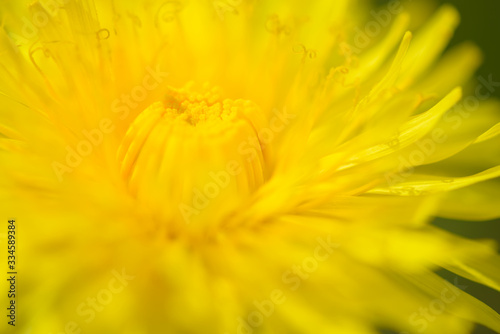 Yellow dandelion flowers  Taraxacum officinale . Dandelions field background on spring sunny day. Blooming dandelion. Medicinal wild herb.