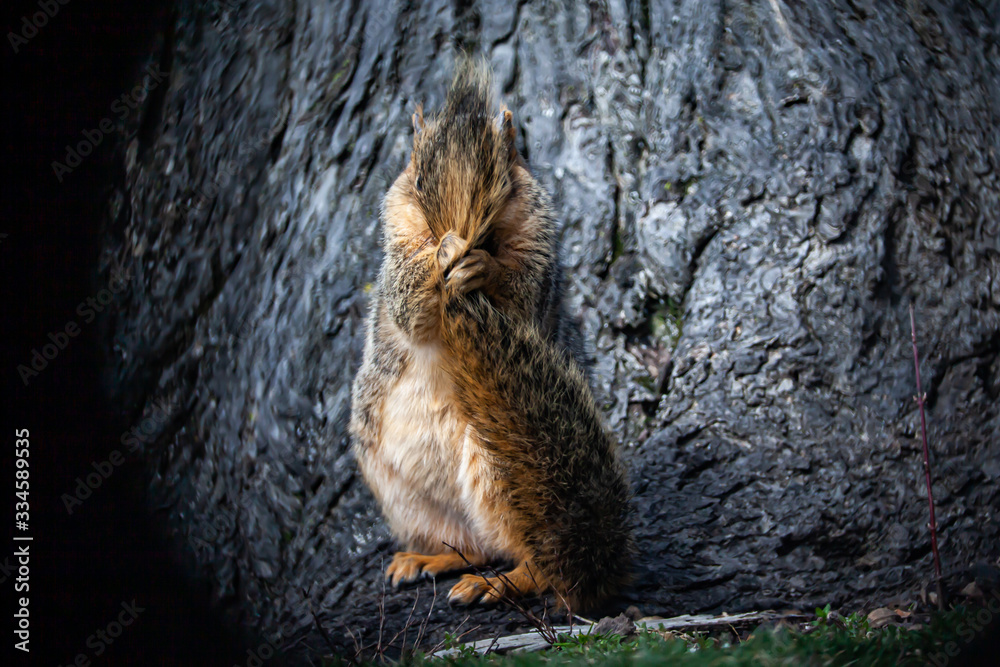 squirrel hugging its tail