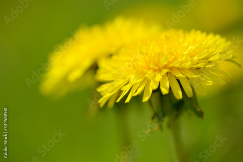 Yellow dandelion flowers  Taraxacum officinale . Dandelions field background on spring sunny day. Blooming dandelion. Medicinal wild herb.