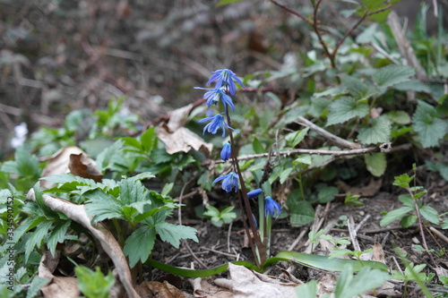 The flower is known as a Scilla monanthos or  Scilla caucasica. Native to woodlands  subalpine meadows  and seashores throughout Europe  Africa and the Middle-East.