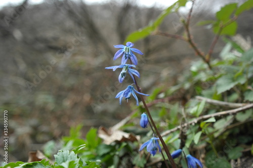 The flower is known as a Scilla monanthos or  Scilla caucasica. Native to woodlands, subalpine meadows, and seashores throughout Europe, Africa and the Middle-East. photo