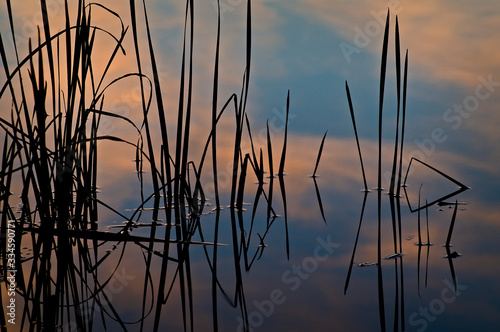 Cattails and sunset sky reflections create abstract patterns on the surface of a small pond.