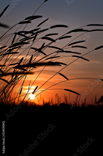 Summer prairie grasses silhouetted against a dramatic orange sunset sky.