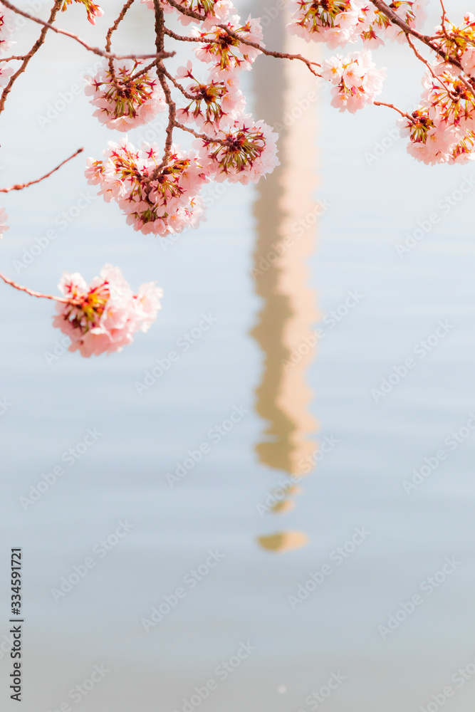 Fototapeta premium Cherry blossom festival with Washington memorial around the tidal basin