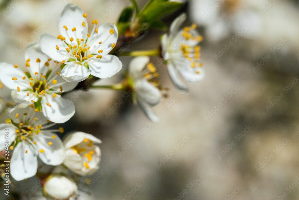 White flowers on one of the first flowering trees in early spring, macro photo White flowers on one of the first flowering trees in early spring, macro photo