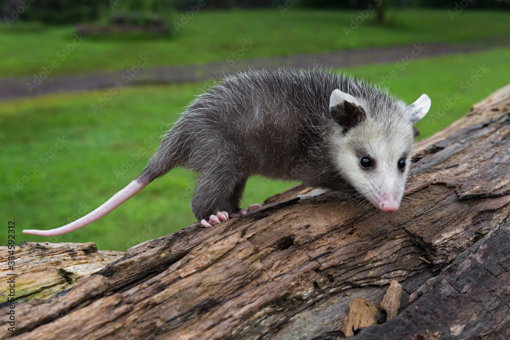 Virginia Opossum Joeys (Didelphis virginiana) Stands Atop Log Summer