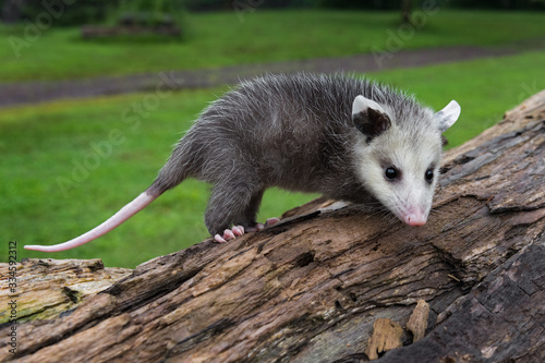 Virginia Opossum Joeys (Didelphis virginiana) Stands Atop Log Summer