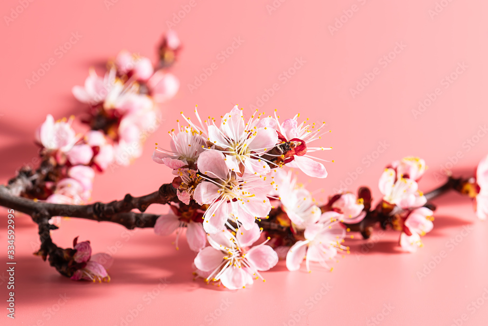 Fototapeta premium Beautiful spring composition of greeting card with blooming apricot branch on pink background. Mother’s Day or Easter concept.